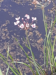 Butomus umbellatus