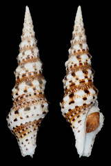 Turris spectabilis