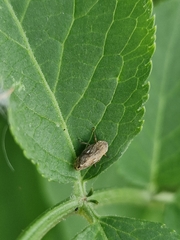 Philaenus spumarius