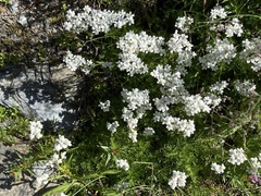 Achillea erba-rotta