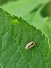 Philaenus spumarius