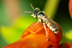 Philanthus ventilabris