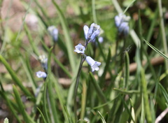 Brimeura amethystina