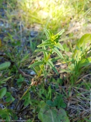 Rhinanthus minor