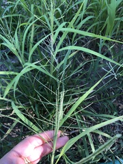 Leptochloa mucronata