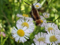Hemaris aethra