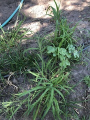 Leptochloa mucronata