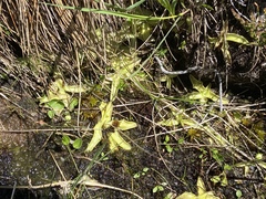 Pinguicula leptoceras
