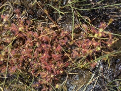 Drosera intermedia