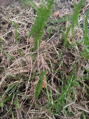 Achillea millefolium