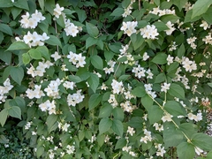 Philadelphus coronarius