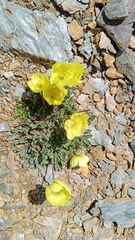 Papaver radicatum
