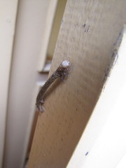 Geometridae