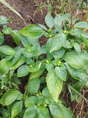 Physalis philadelphica