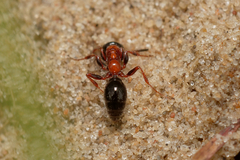 Methocha articulata