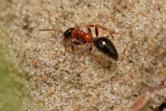 Methocha articulata