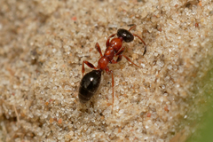 Methocha articulata