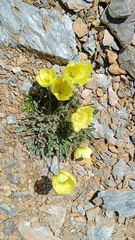 Papaver radicatum