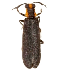 Pyticeroides laticornis