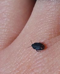 Ochetostethus