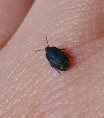 Ochetostethus