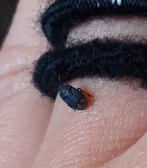 Ochetostethus