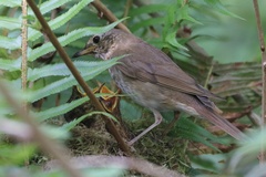 Catharus ustulatus ustulatus