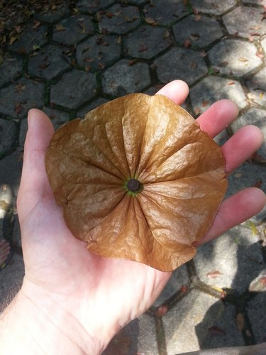 Olacaceae