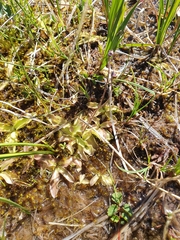 Pinguicula leptoceras
