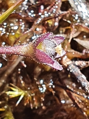 Pinguicula leptoceras