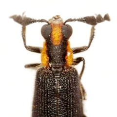 Pyticeroides laticornis