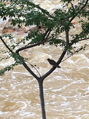 Turdus ignobilis