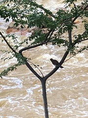 Turdus ignobilis