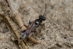Alysson spinosus