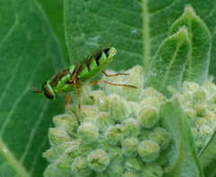 Odontomyia cincta