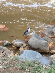 Nycticorax nycticorax