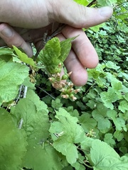 Ribes viscosissimum