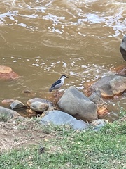 Nycticorax nycticorax