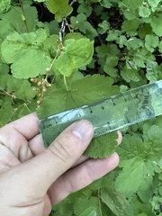 Ribes viscosissimum