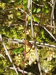 Vaccinium microcarpum