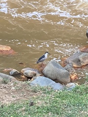 Nycticorax nycticorax