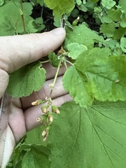 Ribes viscosissimum