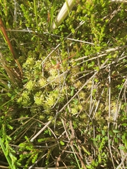 Vaccinium microcarpum