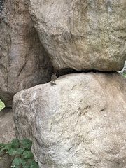 Passeriformes