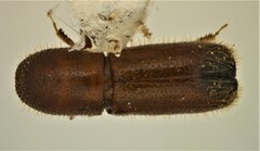 Dryoxylon onoharaense