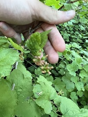 Ribes viscosissimum