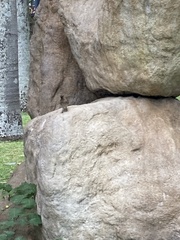 Passeriformes