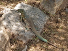 Cnemidophorus murinus