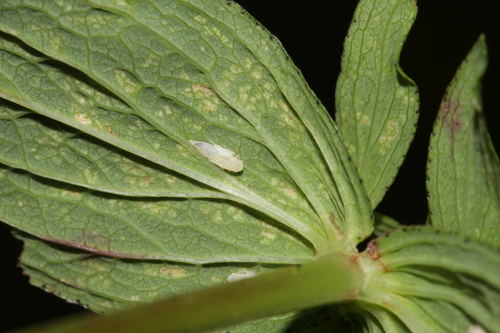 Zygina hypermaculata