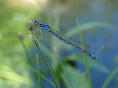 Enallagma semicirculare